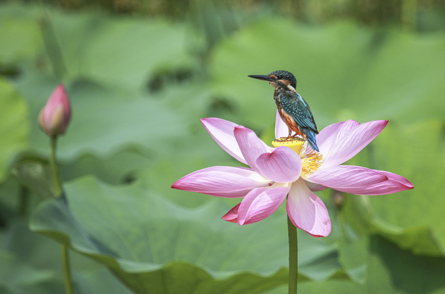 PDChinaLife's tweet image. Blooming lotus flowers rise gracefully from the crystal-clear waters of Qinglong Lake in Fengqiu, central China&apos;s Henan Province, attracting elegant birds to perch or wander among them.