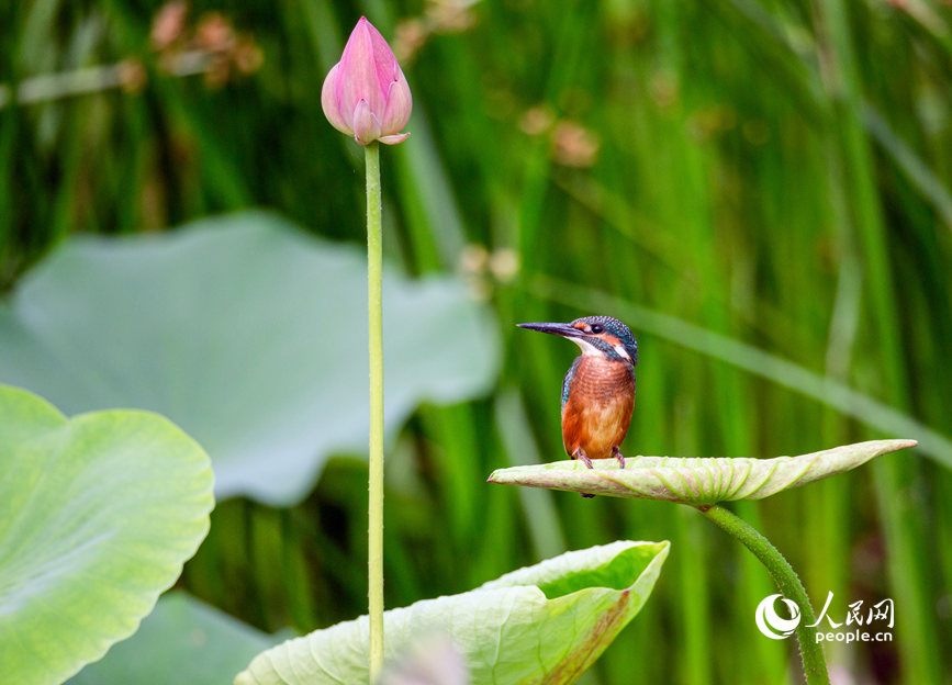 PDChinaLife's tweet image. Blooming lotus flowers rise gracefully from the crystal-clear waters of Qinglong Lake in Fengqiu, central China&apos;s Henan Province, attracting elegant birds to perch or wander among them.