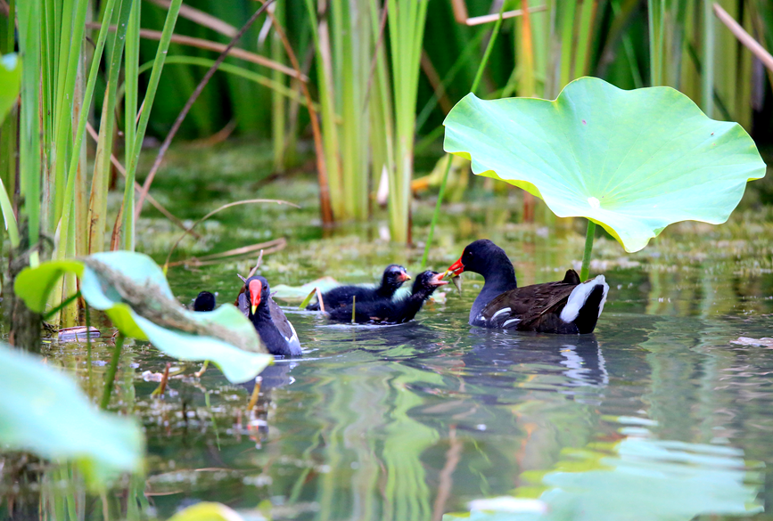 PDChinaLife's tweet image. Blooming lotus flowers rise gracefully from the crystal-clear waters of Qinglong Lake in Fengqiu, central China&apos;s Henan Province, attracting elegant birds to perch or wander among them.