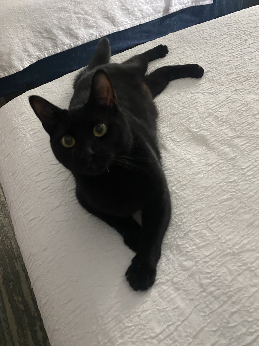 FrankConniff's tweet image. Billy spent 9 hours in a cat carrier in a car today. Didn’t complain once. Now he’s relaxing and doing his usual cat stuff in an Ohio hotel room. This little guy is a road-tripping badass.