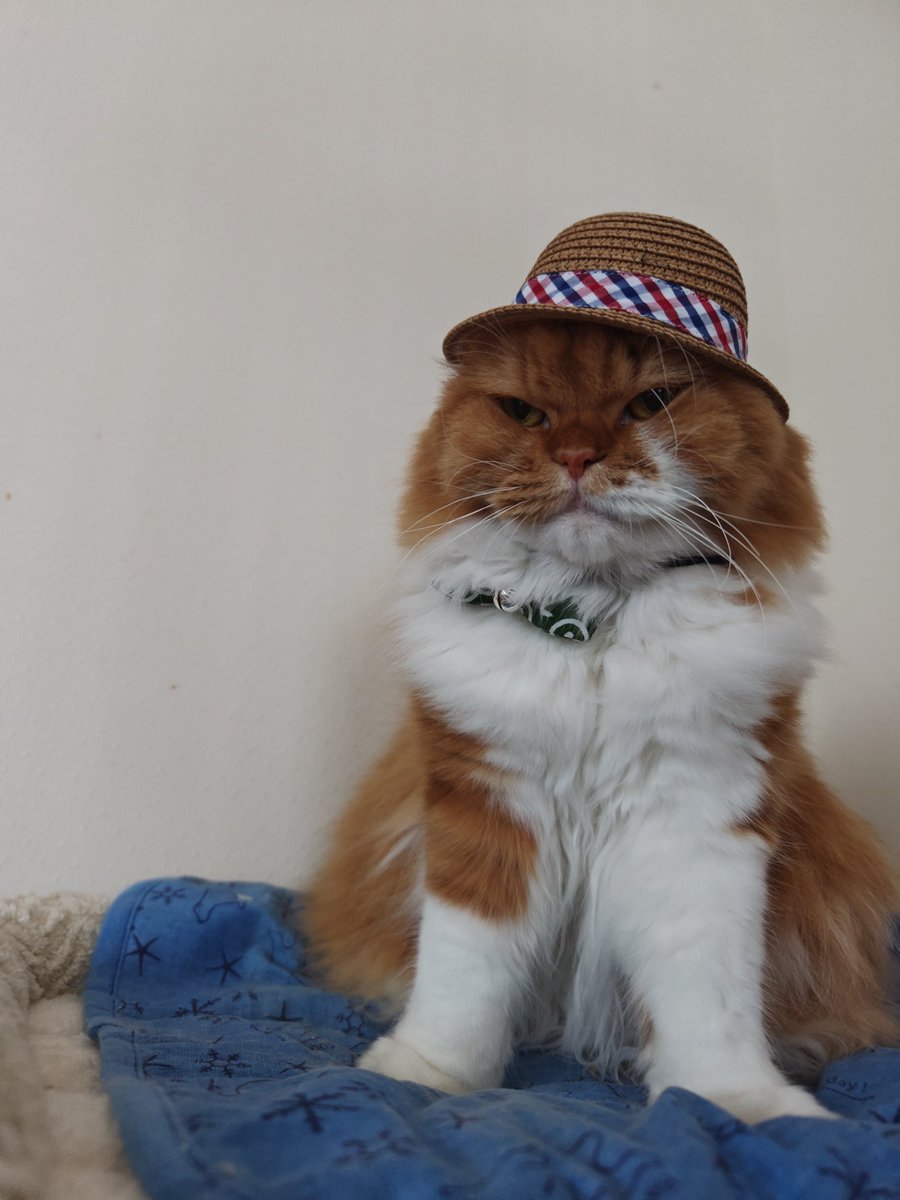 oremimidanodano's tweet image. わる~~~い顔してる😂

 #猫のいる暮らし  #茶トラ  #猫好き
 #スコティッシュフォールド
 #猫好きさんと繋がりたい