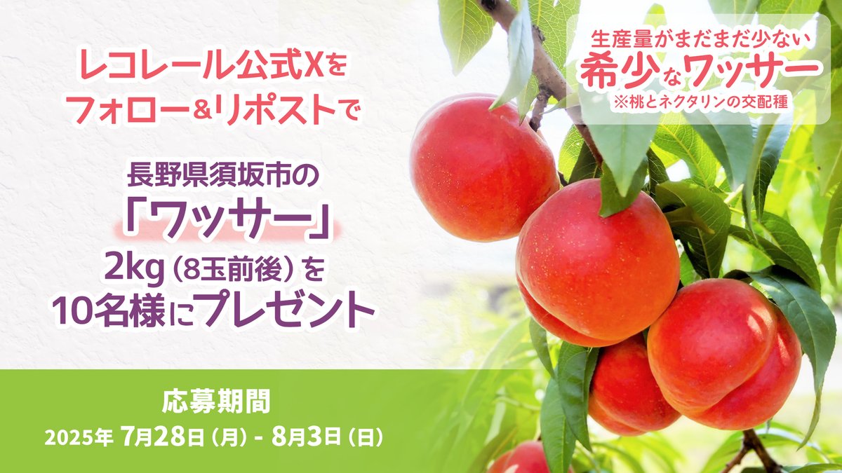 recorrer_jfn's tweet image. 📢フォロー&リポストでワッサー2kgを10名様に #プレゼント
甘味と酸味の程よいバランス😋
長野県 #須坂市 発祥のくだもの #ワッサー🍑
🔻応募方法
①@recorrer_jfnをフォロー
②この投稿をリポスト
⚠️8/3(日)23:59〆切
🔻詳細はこちら
audee.jp/news/show/1373…
#レコレール #須坂のワッサー