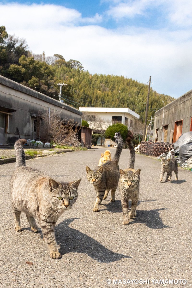 nekoiroiro's tweet image. ずんずんずん

#ねこ #猫 #cat