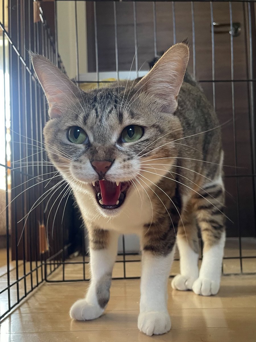 tortoiseshell_9's tweet image. ニャーとシャーのちょうど中間