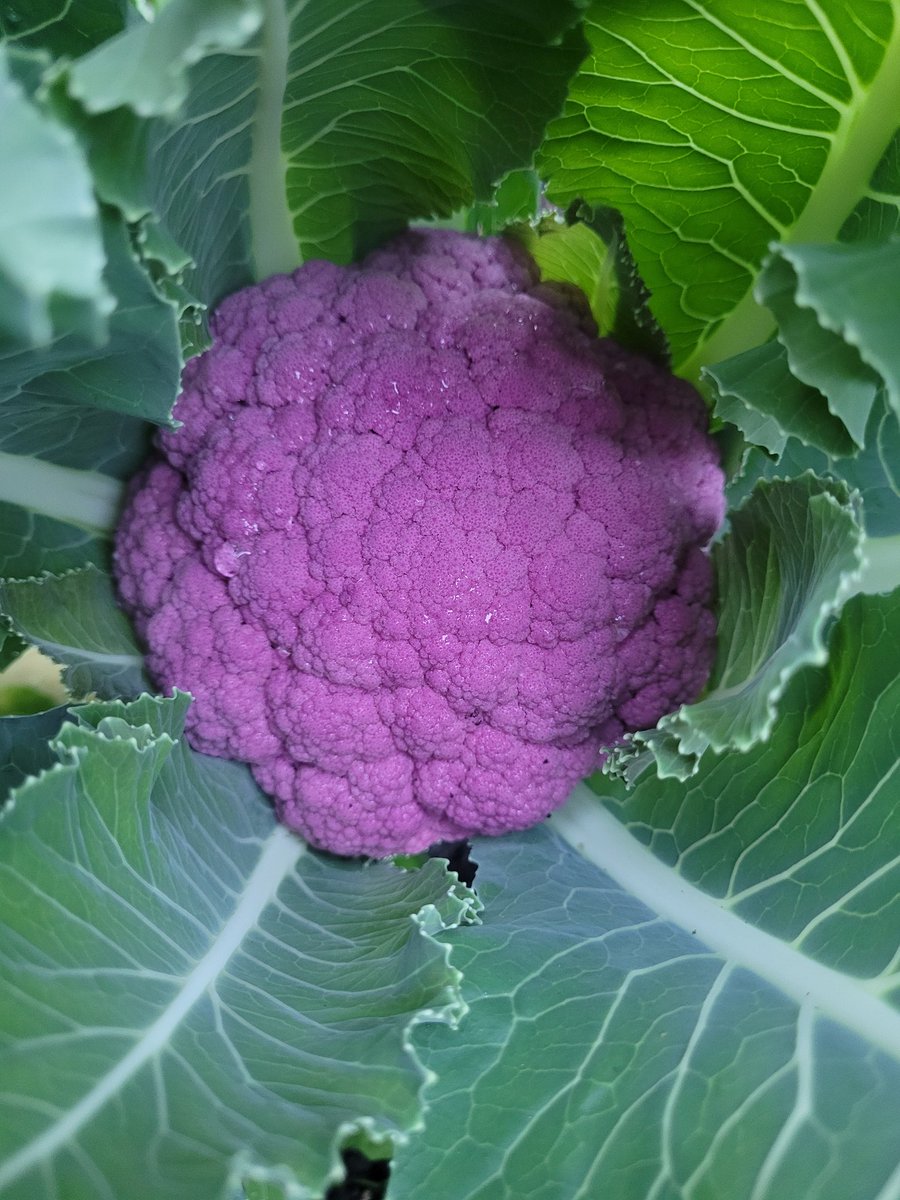 fckboislayer's tweet image. All 3 colors of my cauliflower are putting on a show, so I pulled some rutabega to make room.