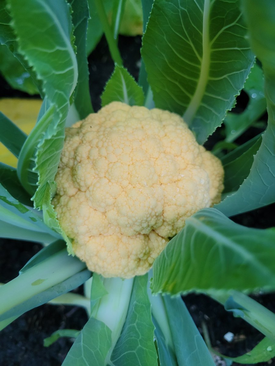 fckboislayer's tweet image. All 3 colors of my cauliflower are putting on a show, so I pulled some rutabega to make room.
