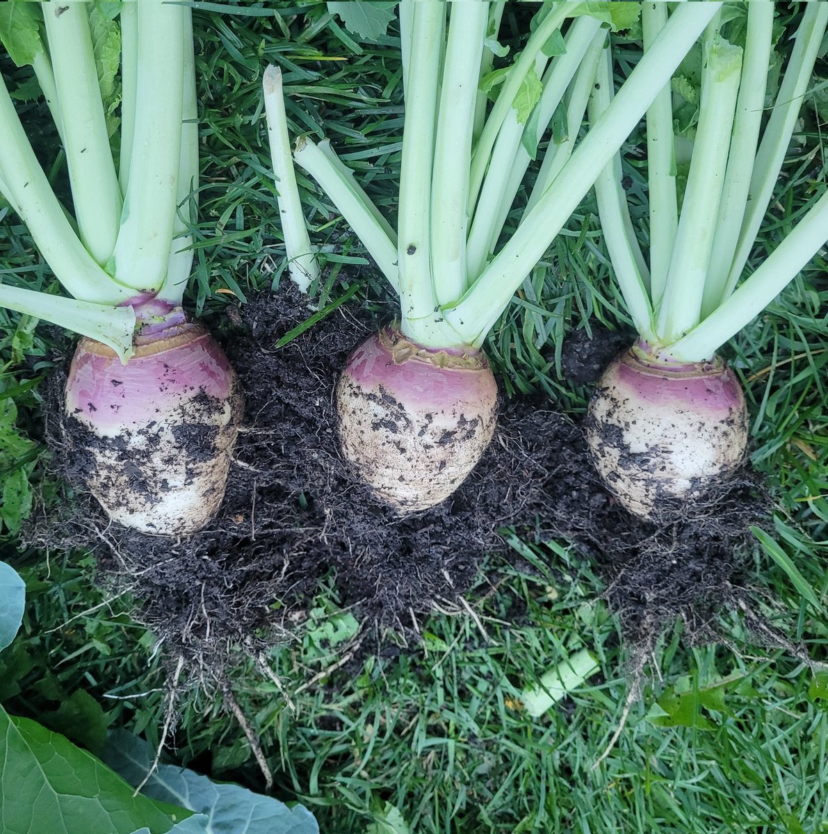 fckboislayer's tweet image. All 3 colors of my cauliflower are putting on a show, so I pulled some rutabega to make room.