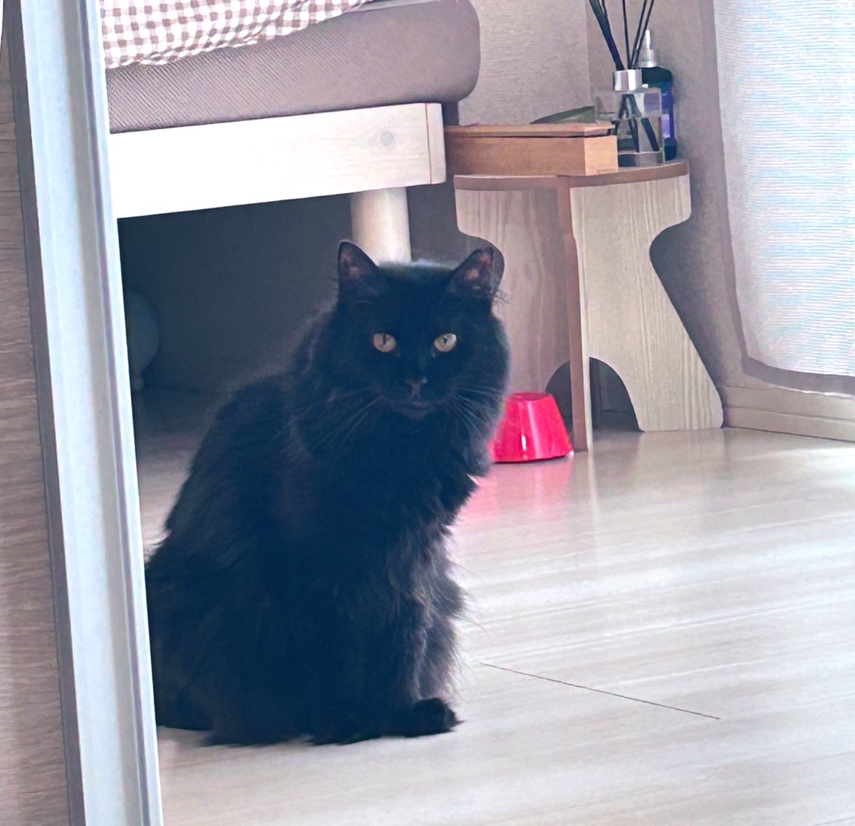 zzz_pi0's tweet image. 今日のハナ。世界で一番かわいいね。