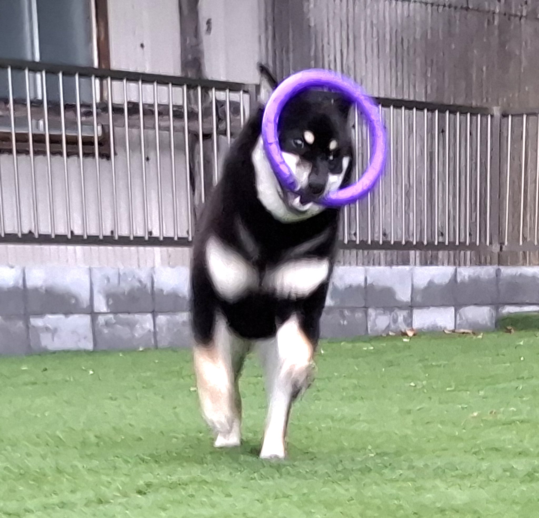 黒柴あおい様 黒柴あおい🐾 on X: 