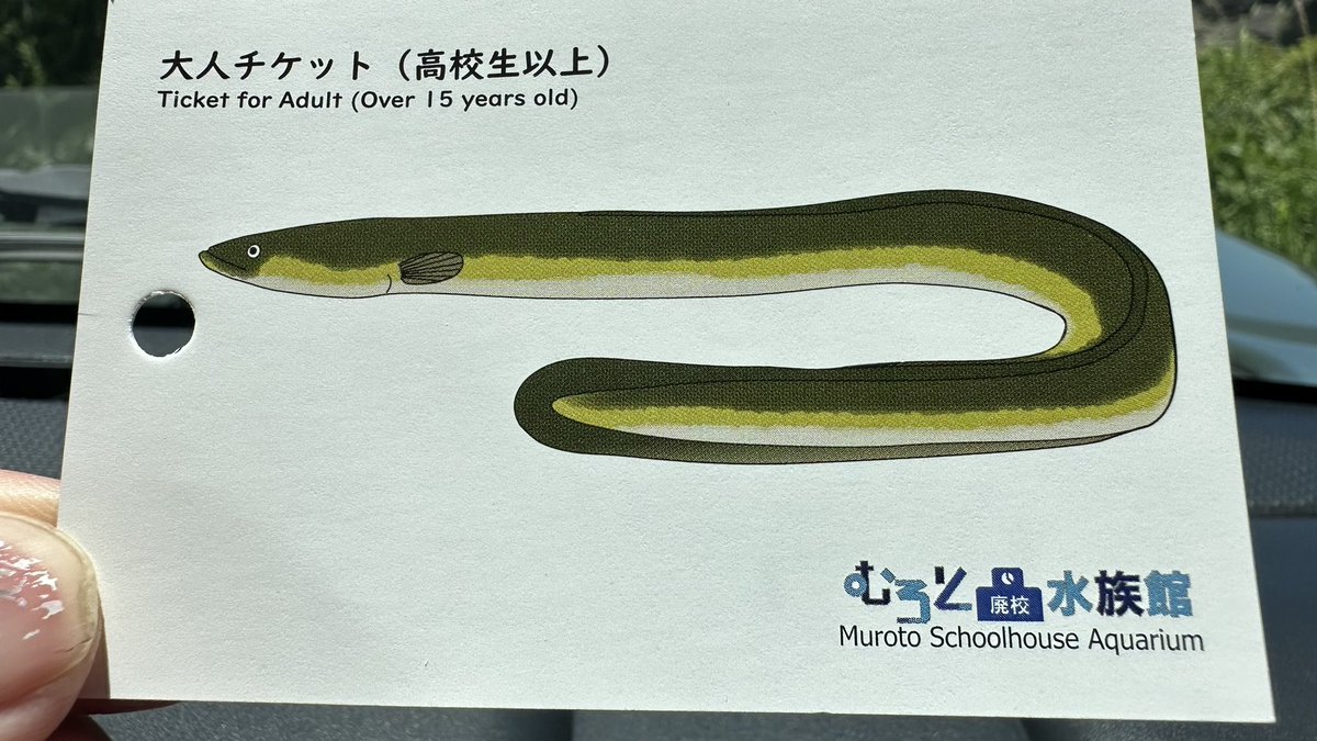 Iristquarter's tweet image. 室戸岬の道すがら廃校利用の水族館覗きました
懐かしい机に座ってアグレッサー見てました
ちなみにチケットはウナギでした。うなぎ。