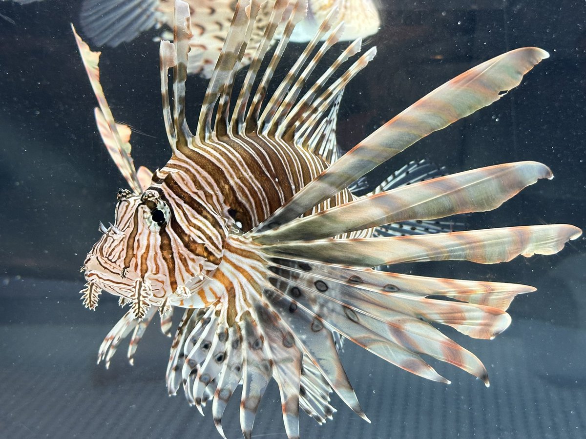 Iristquarter's tweet image. 室戸岬の道すがら廃校利用の水族館覗きました
懐かしい机に座ってアグレッサー見てました
ちなみにチケットはウナギでした。うなぎ。