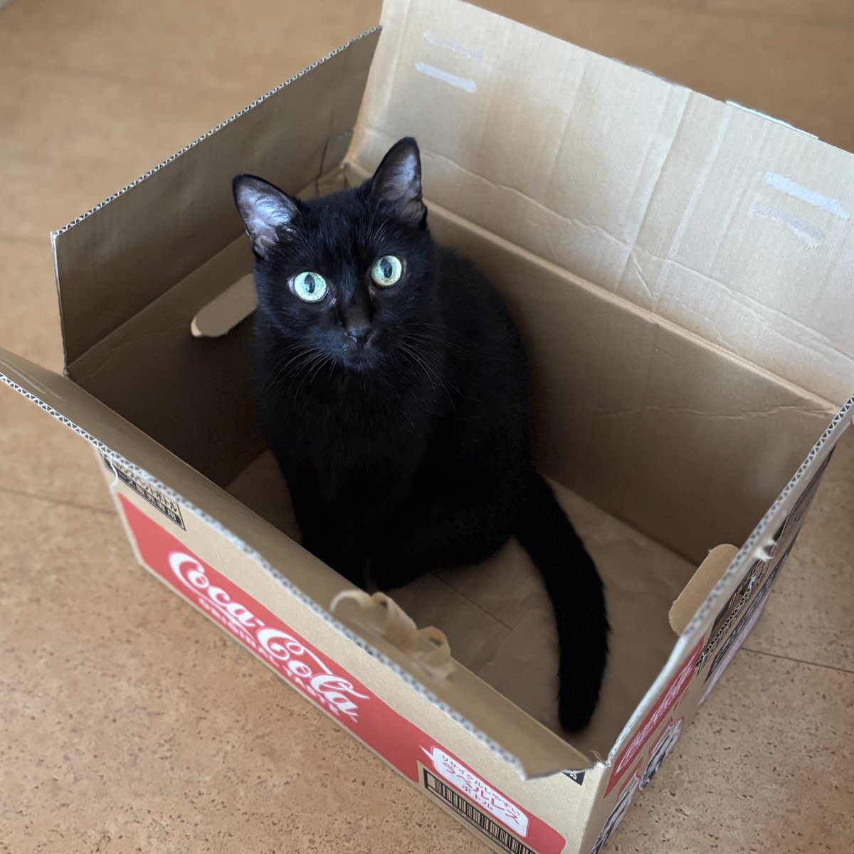 azukki_'s tweet image. なぜ入るのか。
「そこに箱があるから」
#ハコスキー
#maoofmaomeonoah