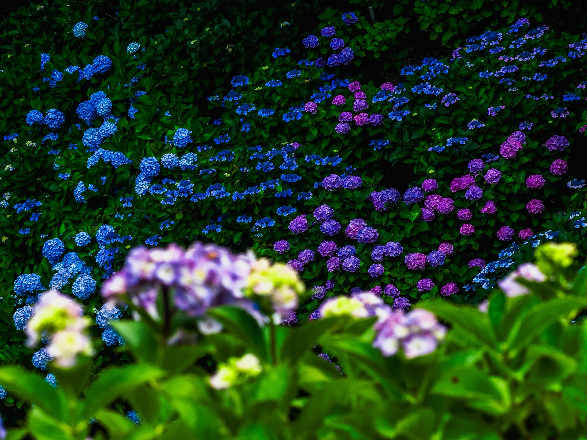 花の写真 - Cerca / X