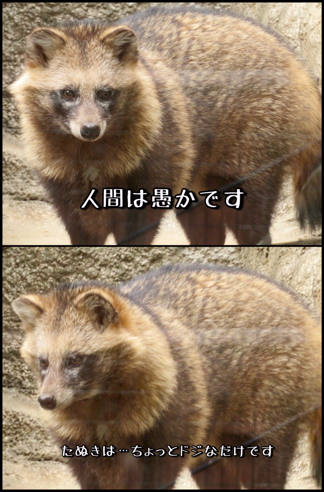 たぬき 鳥人間.com🐦‍🔥 on X: 
