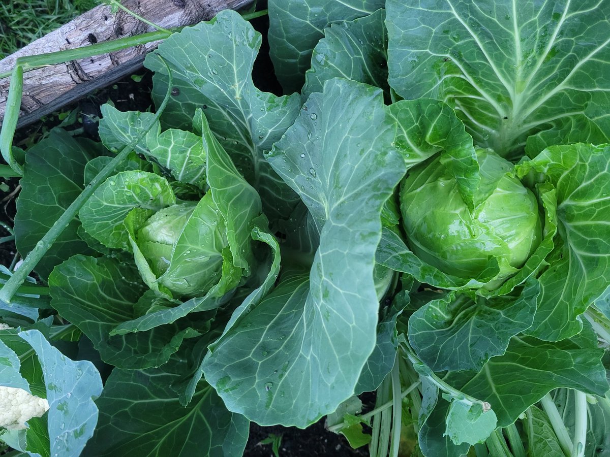 fckboislayer's tweet image. The cabbage won&apos;t be out done.