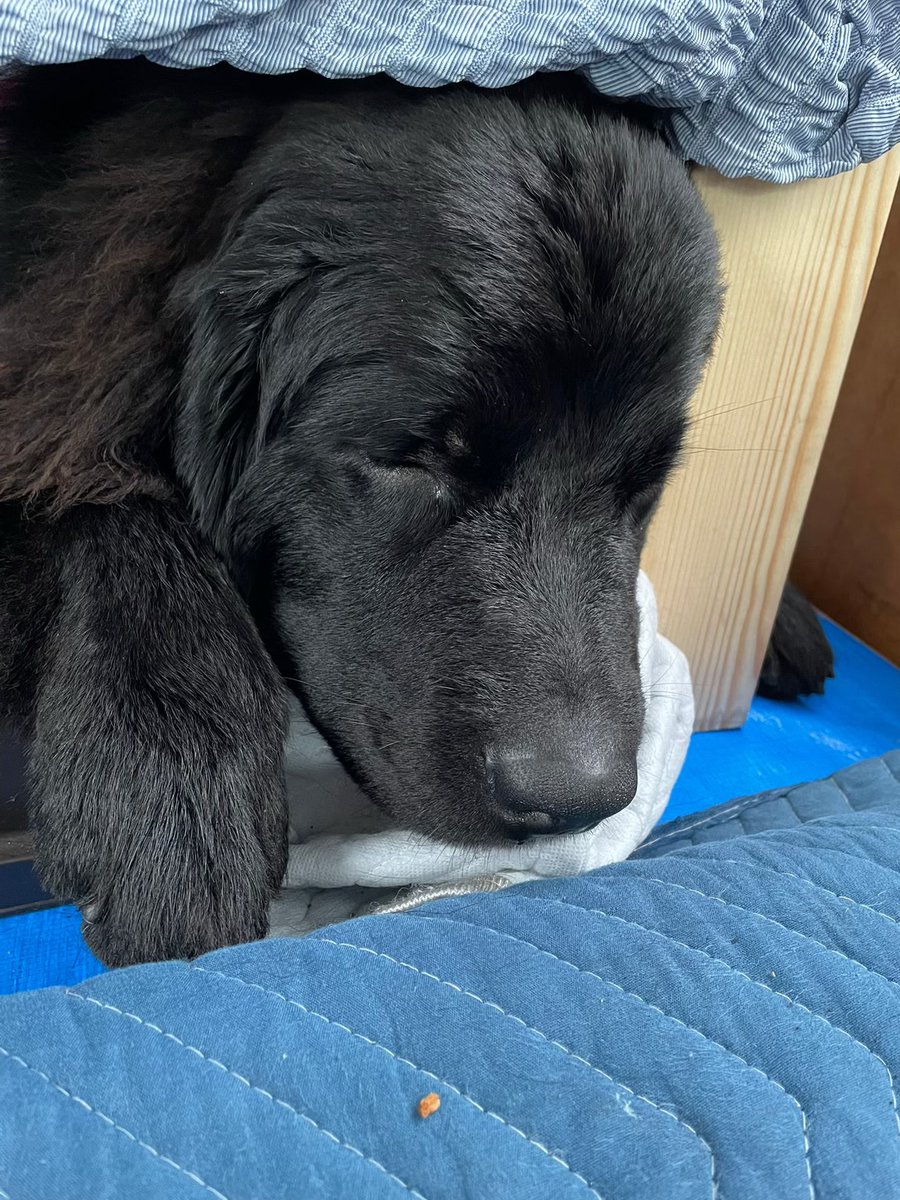 mil_jightgreen's tweet photo. うちの子かわいい🐕‍🦺 https://t.co/rTl9dzv6v3