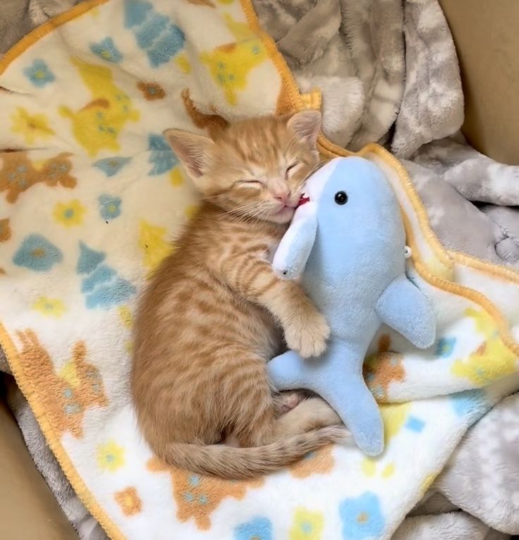 BunnieKat1962's tweet image. Goodnight.. 
Sleep Peacefully... 
Have Sweet Dreams of #kittens 
#cats 
The end of 
#SharkWeek
#SharkWeek2025 
Until next year.

MeowOut...........
