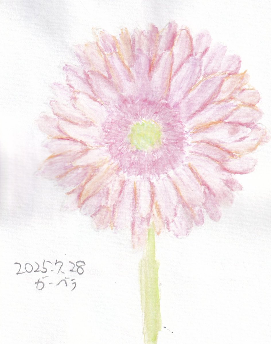 slash36daigo's tweet image. #ヒノダイゴお絵描きレッスン

ガーベラ

マジケン2日間楽しかったです！

花言葉は「感謝」