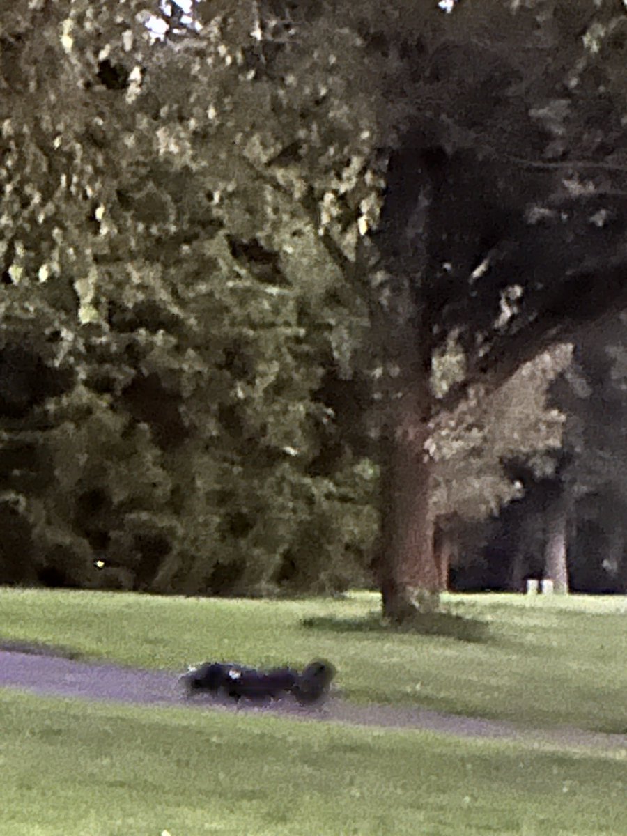 3sticksCGCS's tweet image. Back at work this evening, came across a skunk family. We didn’t get too close, I’ve never had to give a bath to a dog who has been sprayed, and I aim to keep it that way.