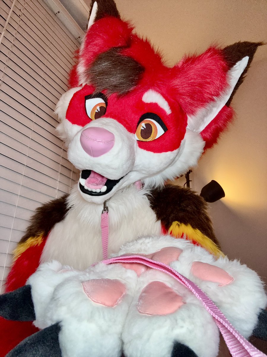 EchoFoxeh's tweet image. Nighttime walkies with ur foxxo? 🥺

🪡 @PrimalSuits