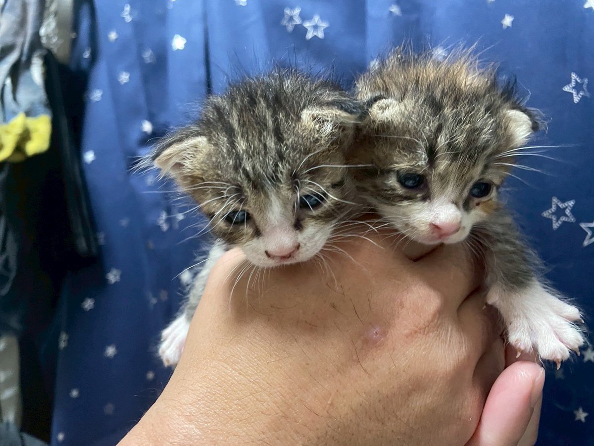 ぽんすけ (@super6556minica) / Posts / X