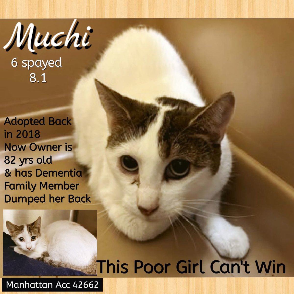 🆘Please REPOST-adopt-foster🆘

MUCHI is on the “emergency placement” list at #ACCNYC and needs out of the shelter by 12 NOON 7/29!

#URGENT #NYC #CATS #NYCACC #TeamKittySOS #AdoptDontShop #AdoptAShelterCat 
newhope.shelterbuddy.com/Animal/Profile…
