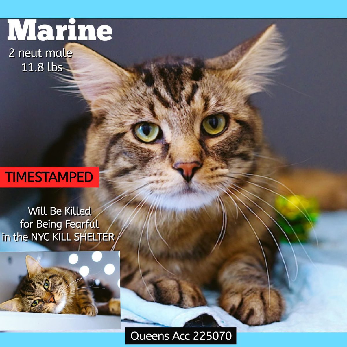 🆘Please REPOST-adopt-foster🆘

MARINE is on the “emergency placement” list at #ACCNYC and needs out of the shelter by 12 NOON 7/29!

#URGENT #NYC #CATS #NYCACC #TeamKittySOS #AdoptDontShop #AdoptAShelterCat 
newhope.shelterbuddy.com/Animal/Profile…