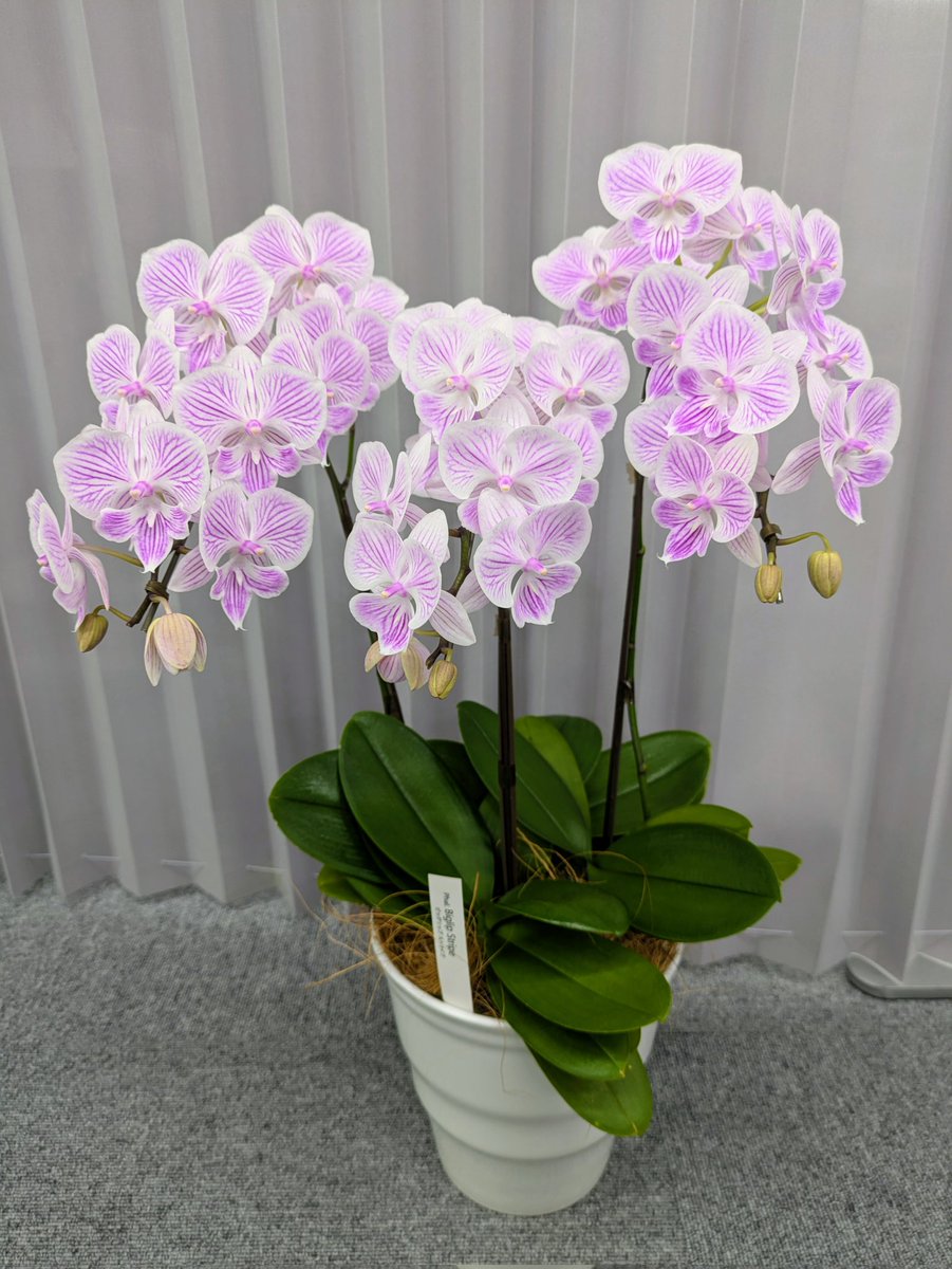nyakochi2010's tweet image. おうち用にもらったﾖｰ（お世話の自信ﾅｲﾖｰ)