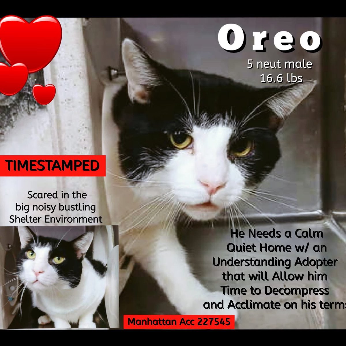🆘Please REPOST-adopt-foster🆘

OREO is on the “emergency placement” list at #ACCNYC and needs out of the shelter by 12 NOON 7/29!

#URGENT #NYC #CATS #NYCACC #TeamKittySOS #AdoptDontShop #AdoptAShelterCat 
newhope.shelterbuddy.com/Animal/Profile…