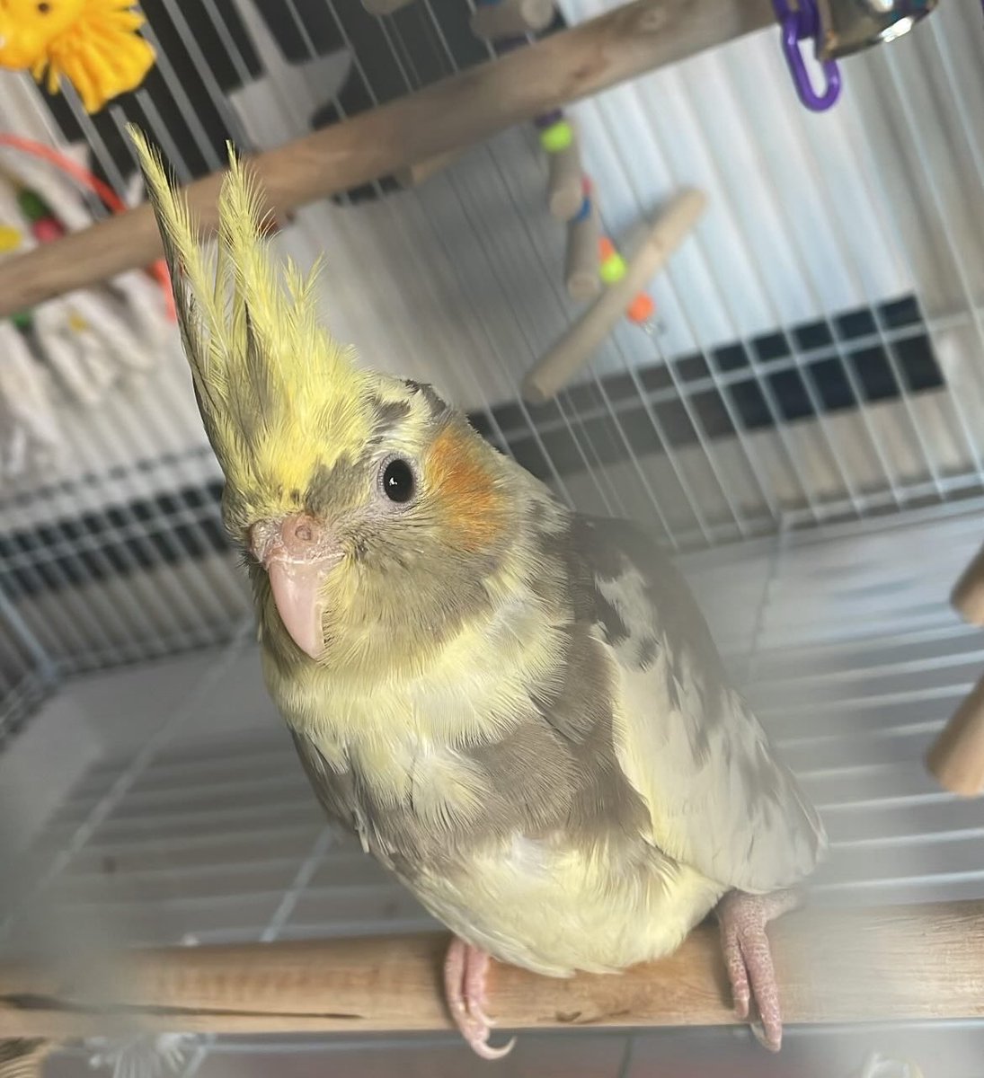 tsubasasleftnut's tweet image. We adopted a new member of the family today!!! We don’t have a name yet. Letting him get settled before I start bonding fully haha.