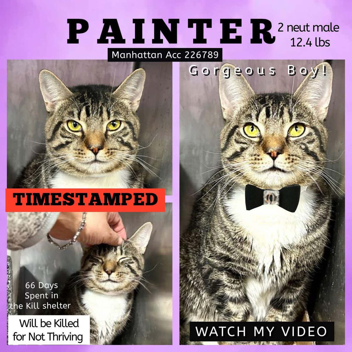 🆘Please REPOST-adopt-foster🆘

PAINTER is on the “emergency placement” list at #ACCNYC and needs out of the shelter by 12 NOON 7/29!

#URGENT #NYC #CATS #NYCACC #TeamKittySOS #AdoptDontShop #AdoptAShelterCat 
newhope.shelterbuddy.com/Animal/Profile…