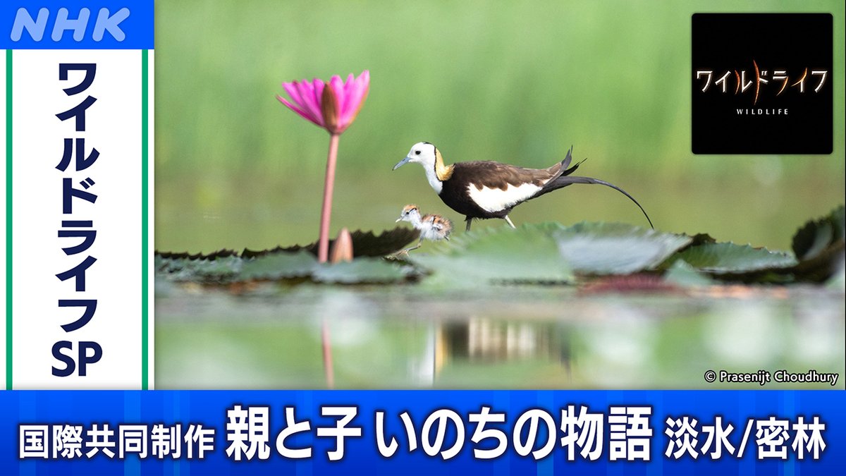 NHK_BS1's tweet image. 📺[BS]今夜7時30分

「#ワイルドライフ」
スペシャル 国際共同制作 親と子 いのちの物語 淡水 ／ 密林

🐸子どもを背負って木に登るカエル
🐘草地を求めて洪水の川を渡るゾウの家族
🐦ヒナのために水場に向かう鳥
ひたむきな子育ての姿を極上の映像で描き出す

▼HP
nhk.jp/p/wildlife/ts/…

#nhkbs