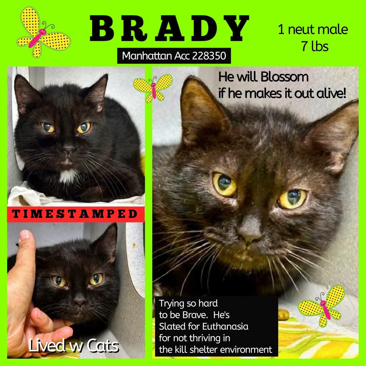 🆘Please REPOST-adopt-foster🆘

BRADY is on the “emergency placement” list at #ACCNYC and needs out of the shelter by 12 NOON 7/29!

#URGENT #NYC #CATS #NYCACC #TeamKittySOS #AdoptDontShop #AdoptAShelterCat 
newhope.shelterbuddy.com/Animal/Profile…