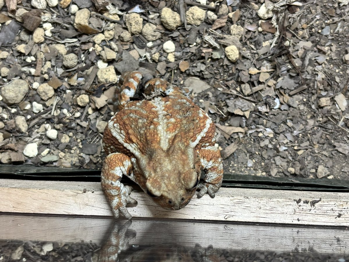 Bombina0's tweet image. お昼だよ
覗きにんにく