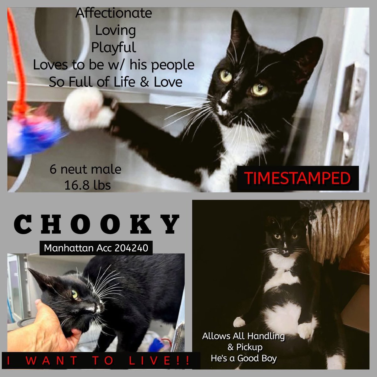 🆘Please REPOST-adopt-foster🆘

CHOOKY is on the “emergency placement” list at #ACCNYC and needs out of the shelter by 12 NOON 7/29!

#URGENT #NYC #CATS #NYCACC #TeamKittySOS #AdoptDontShop #AdoptAShelterCat 
newhope.shelterbuddy.com/Animal/Profile…