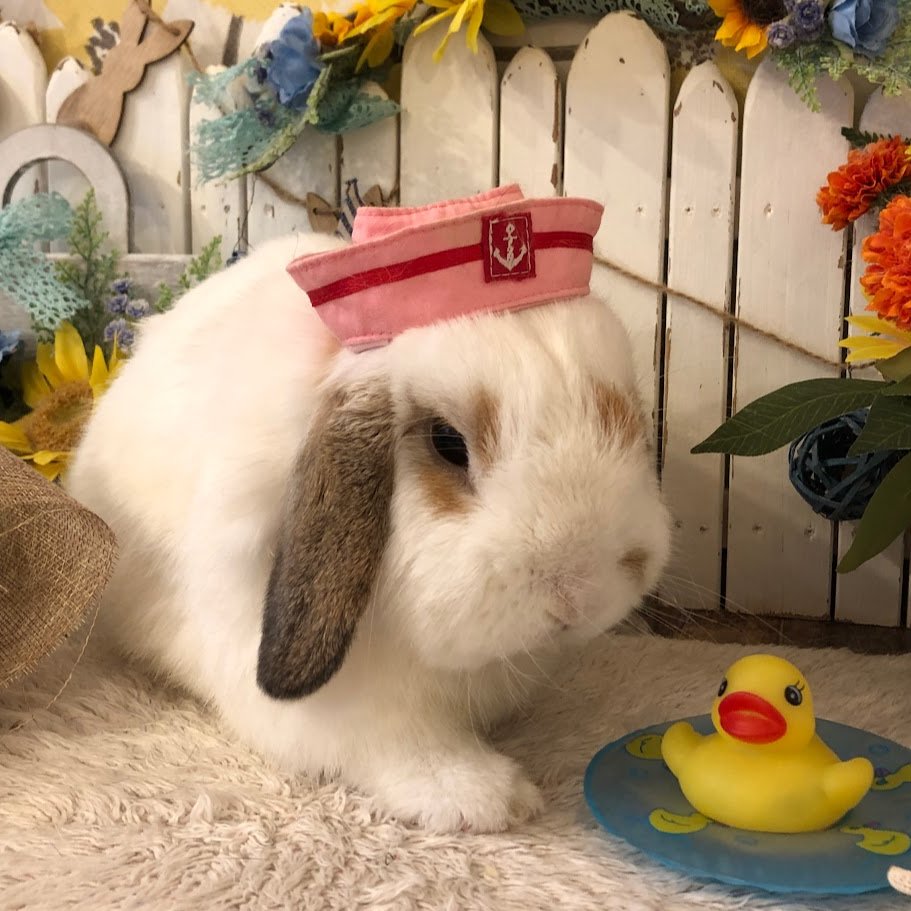 RabbitLink2's tweet image. 先週ケアに来てくれた可愛いお客様のご紹介です🌞
あっという間に7月28日ですね💦
もう8月になってしまう!!!あっという間に8月になってしまう!!!
大人になり、働き始め、時の流れが早く感じる社会人5年目の夏です🌻
今年の夏はいつも以上に暑くないですか!?…
