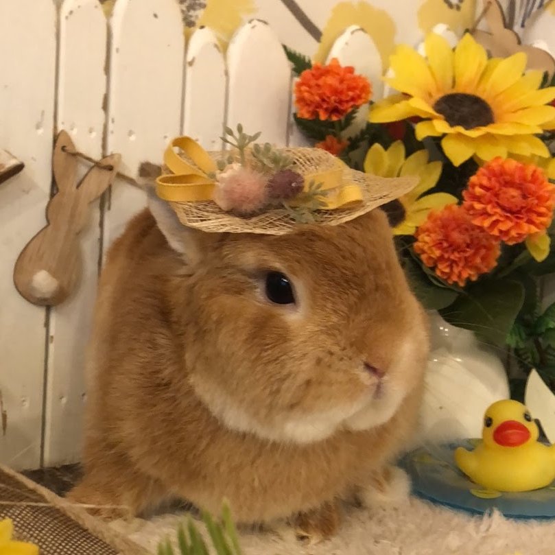 RabbitLink2's tweet image. 先週ケアに来てくれた可愛いお客様のご紹介です🌞
あっという間に7月28日ですね💦
もう8月になってしまう!!!あっという間に8月になってしまう!!!
大人になり、働き始め、時の流れが早く感じる社会人5年目の夏です🌻
今年の夏はいつも以上に暑くないですか!?…