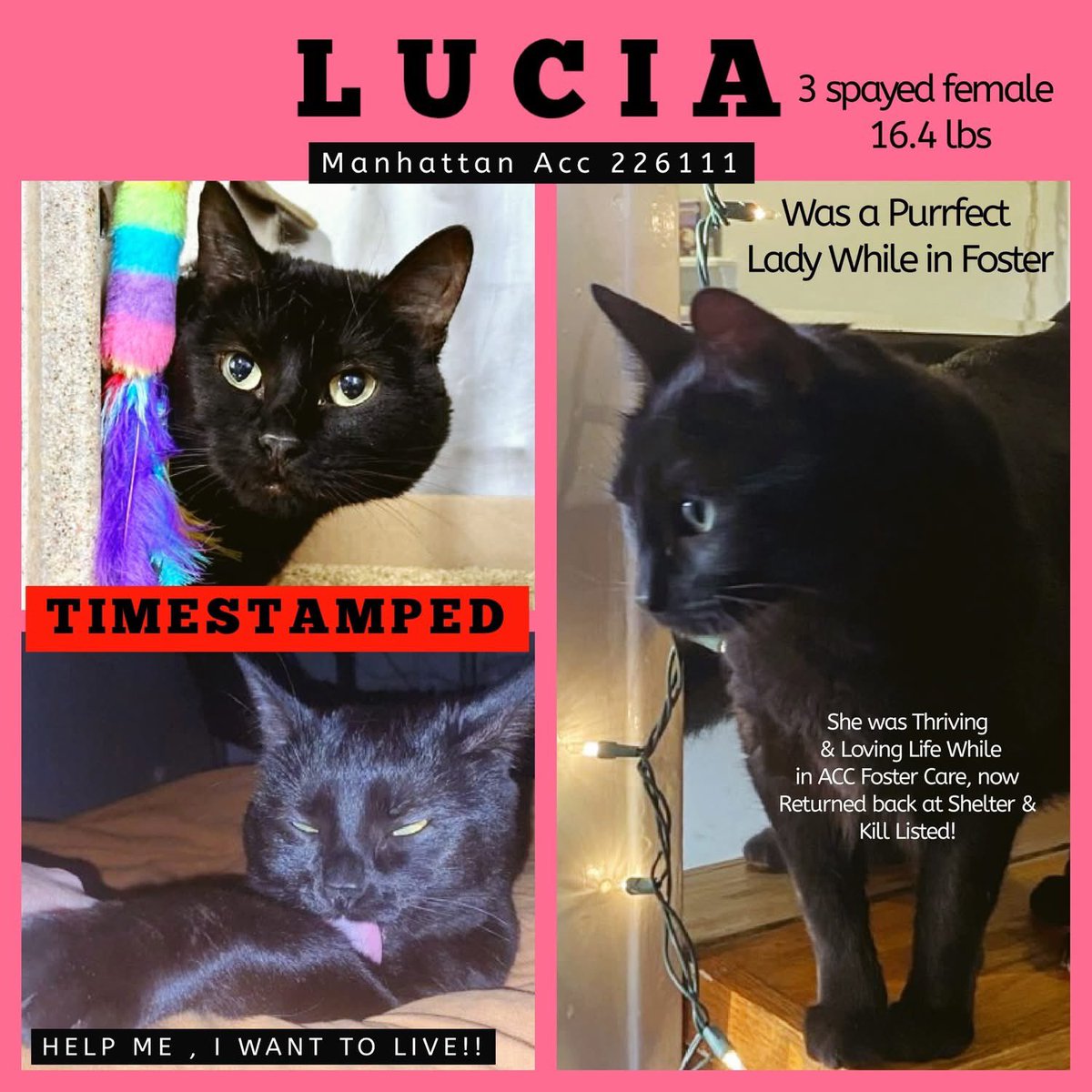 🆘Please REPOST-adopt-foster🆘

LUCIA is on the “emergency placement” list at #ACCNYC and needs out of the shelter by 12 NOON 7/29!

#URGENT #NYC #CATS #NYCACC #TeamKittySOS #AdoptDontShop #AdoptAShelterCat 
newhope.shelterbuddy.com/Animal/Profile…