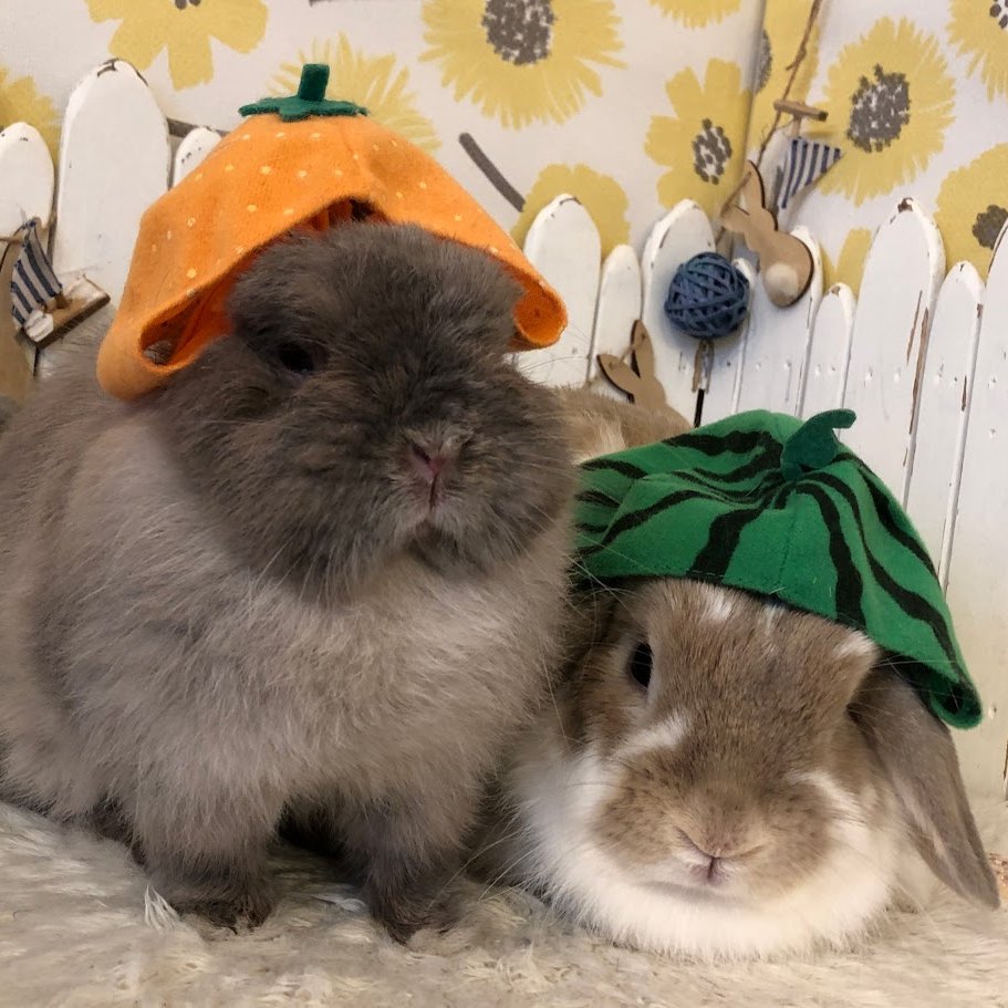 RabbitLink2's tweet image. 先週ケアに来てくれた可愛いお客様のご紹介です🌞
あっという間に7月28日ですね💦
もう8月になってしまう!!!あっという間に8月になってしまう!!!
大人になり、働き始め、時の流れが早く感じる社会人5年目の夏です🌻
今年の夏はいつも以上に暑くないですか!?…