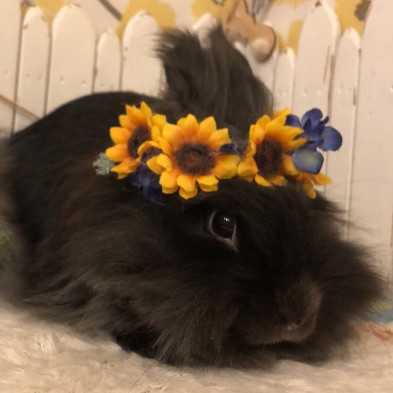 RabbitLink2's tweet image. 先週ケアに来てくれた可愛いお客様のご紹介です🌞
あっという間に7月28日ですね💦
もう8月になってしまう!!!あっという間に8月になってしまう!!!
大人になり、働き始め、時の流れが早く感じる社会人5年目の夏です🌻
今年の夏はいつも以上に暑くないですか!?…