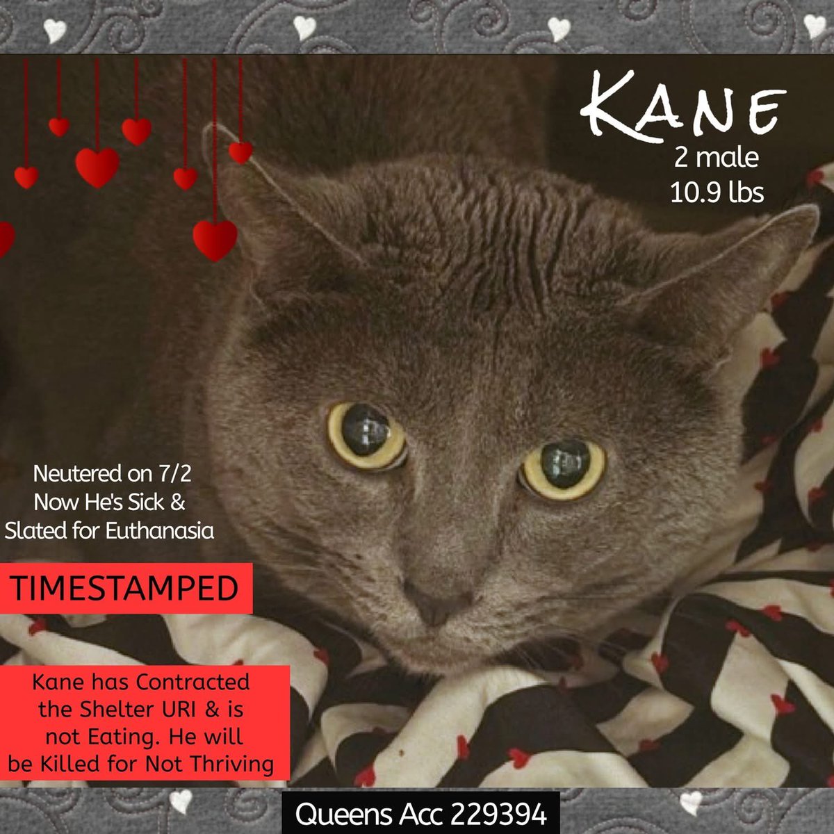 🆘Please REPOST-adopt-foster🆘

KANE is on the “emergency placement” list at #ACCNYC and needs out of the shelter by 12 NOON 7/29!

#URGENT #NYC #CATS #NYCACC #TeamKittySOS #AdoptDontShop #AdoptAShelterCat 
newhope.shelterbuddy.com/Animal/Profile…