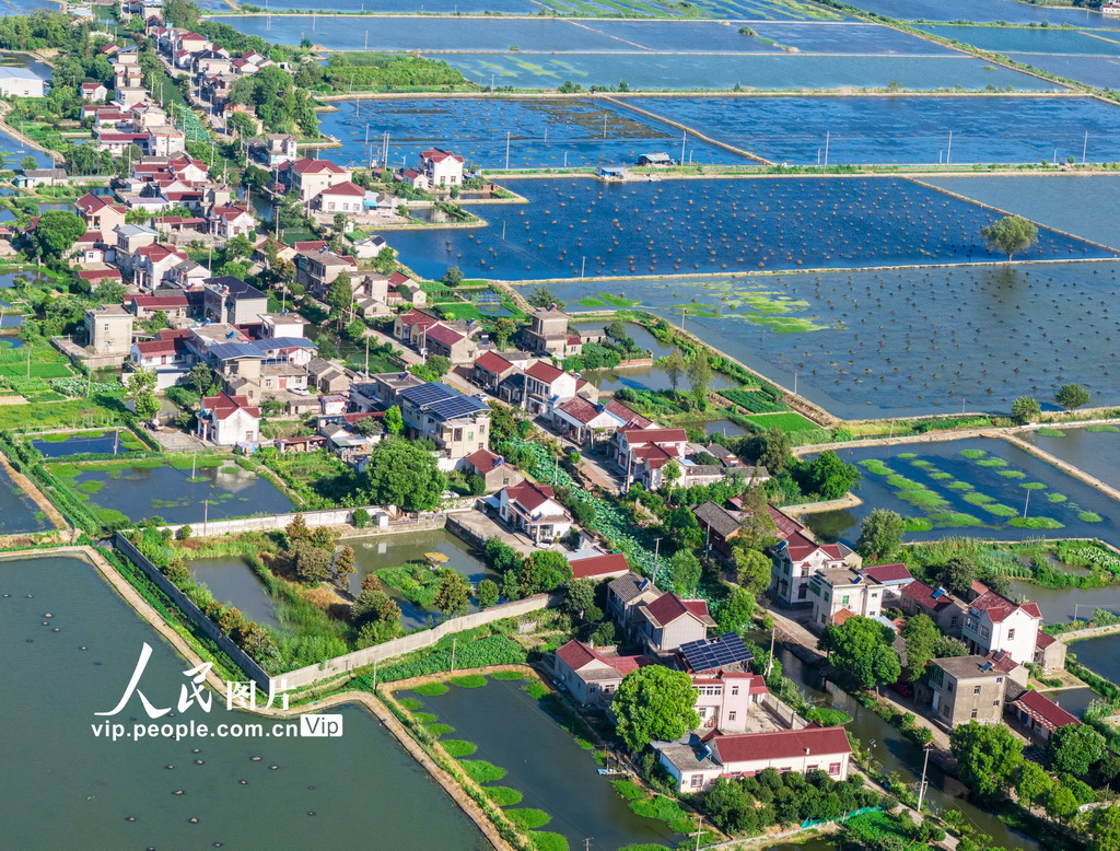 PDChinaLife's tweet image. In Xiegong Village, Dangtu County, east China&apos;s Anhui Province, shimmering shrimp ponds and crab farms nestle alongside well-tended village homes, together painting a charming portrait of rural life.