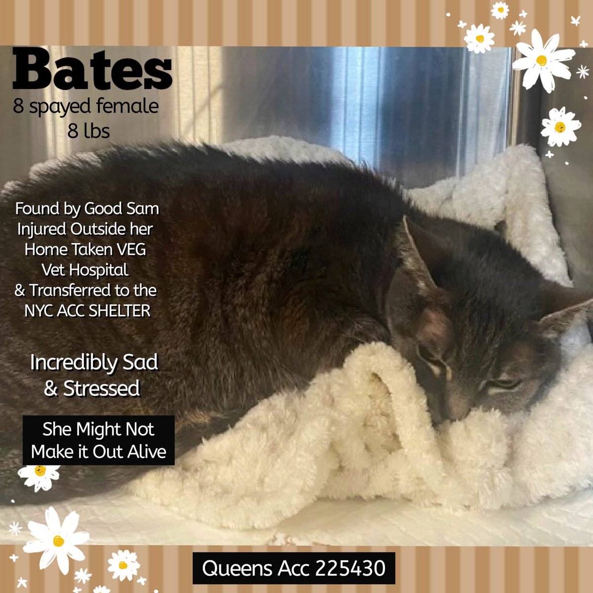🆘Please REPOST-adopt-foster🆘

BATES is on the “emergency placement” list at #ACCNYC and needs out of the shelter by 12 NOON 7/29!

#URGENT #NYC #CATS #NYCACC #TeamKittySOS #AdoptDontShop #AdoptAShelterCat 
newhope.shelterbuddy.com/Animal/Profile…