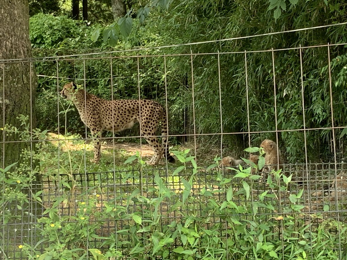 チーター親子きゃわ！

#富士サファリパーク