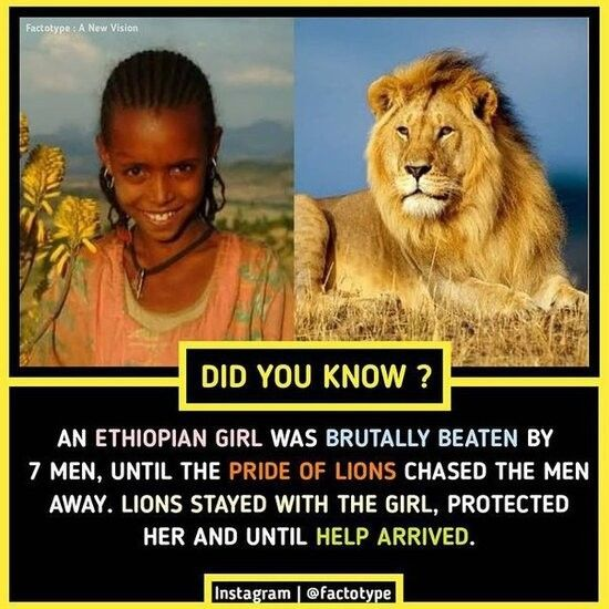 Amazing facts that don`t seem real but are! 

A Thread🧵

1. Humane Lions