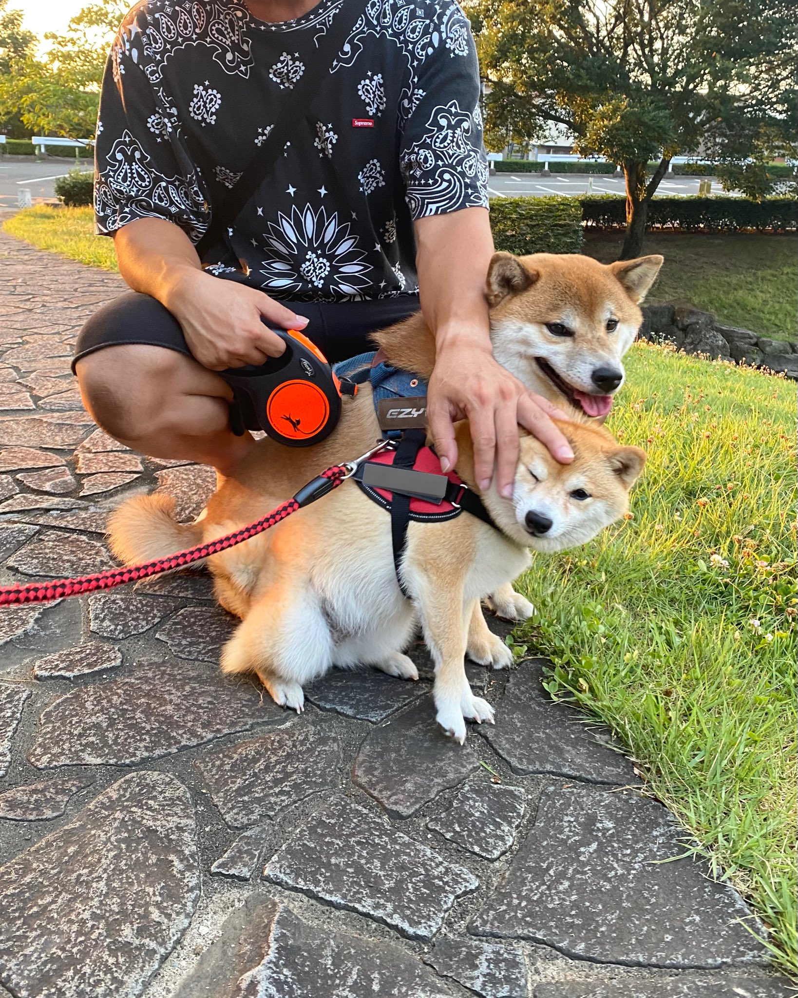 柴犬ぽん (@ponjuice729) / X