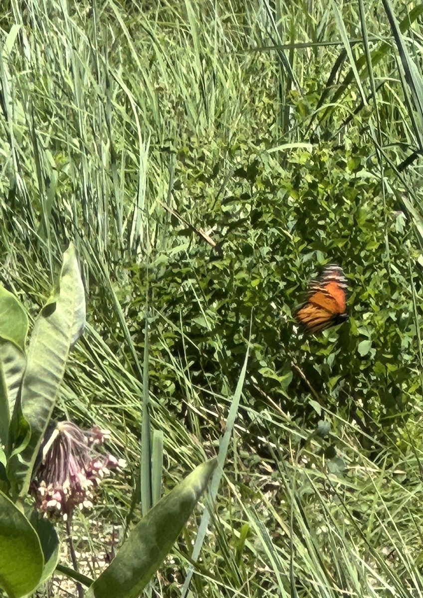 3sticksCGCS's tweet image. Hard to get pictures of Monarchs, but was lucky enough to get these. I think it’s the same one. #GolfCourseWildlife #SavetheMonarchs