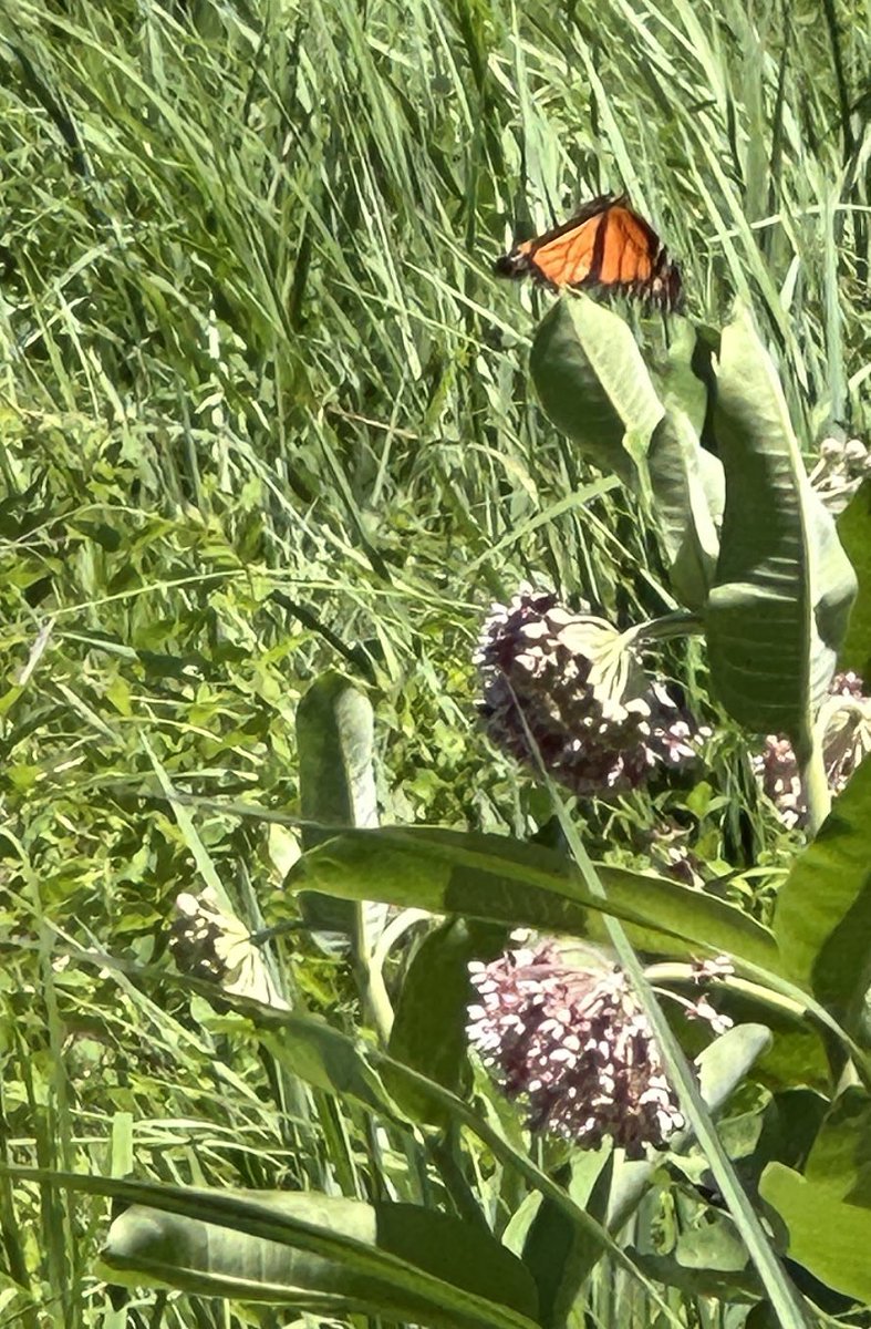 3sticksCGCS's tweet image. Hard to get pictures of Monarchs, but was lucky enough to get these. I think it’s the same one. #GolfCourseWildlife #SavetheMonarchs