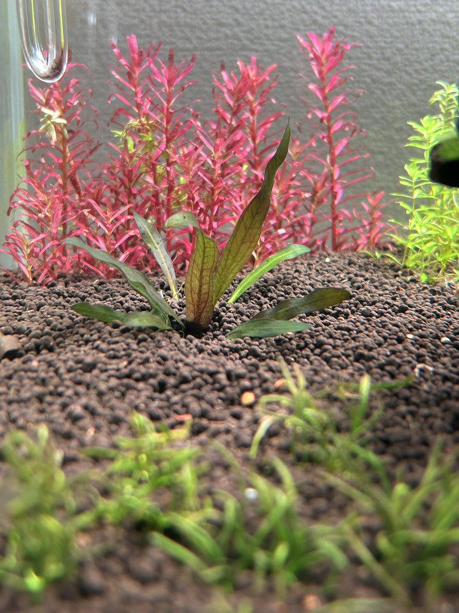アクアフォーカスさんで購入したエキノドルスホレマニーレッドのバース