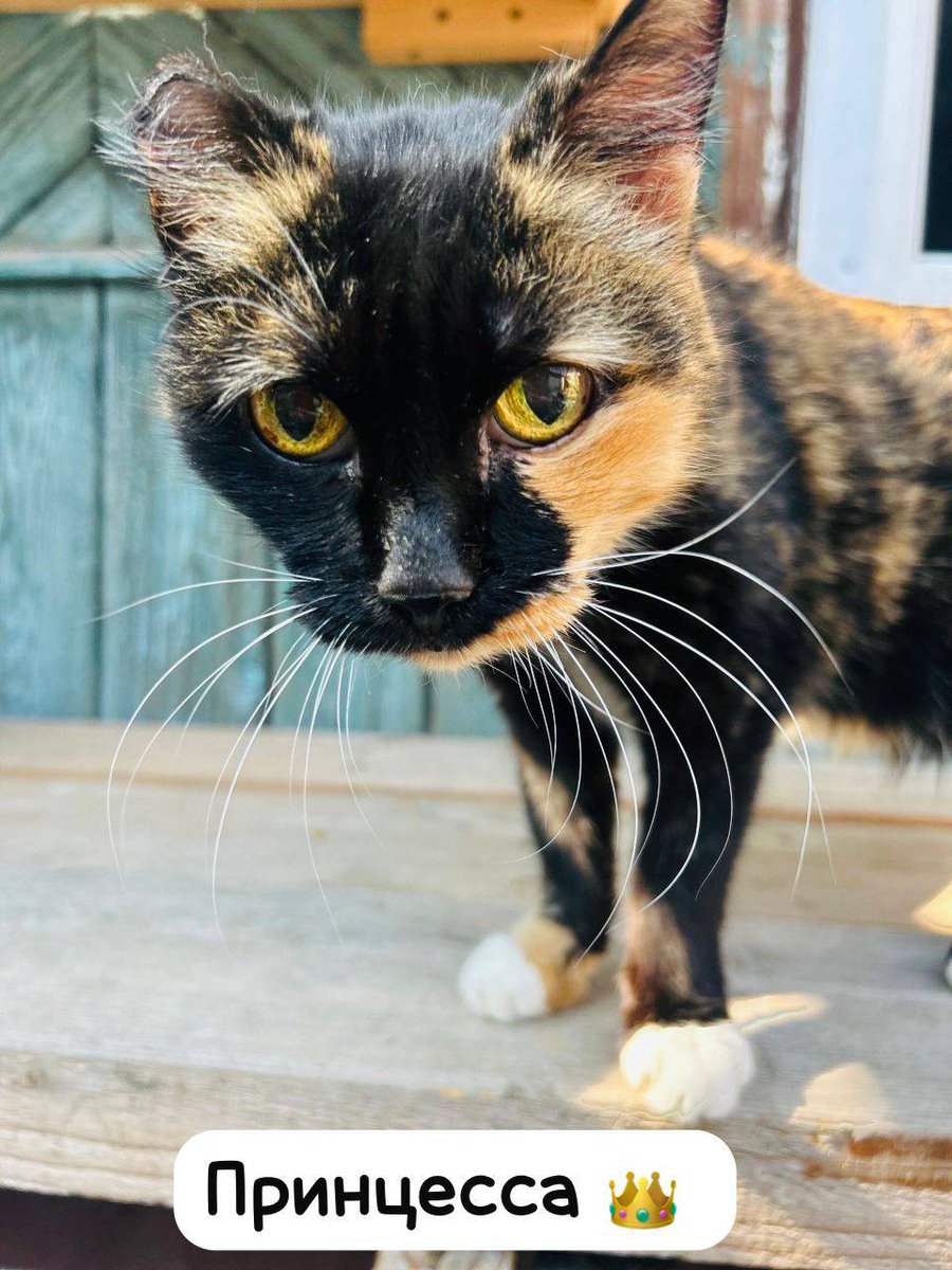 Котички мои ❤️❤️❤️
Фото для пиара